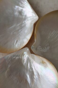 autentisk kongesnegleskål, gyldent fad