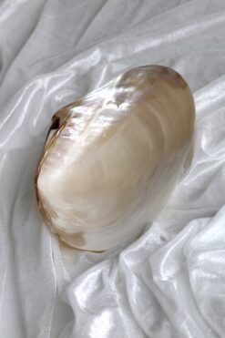 Mother of pearl pale bowl tableware
